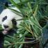Chengdu: Centro Conservazione Panda