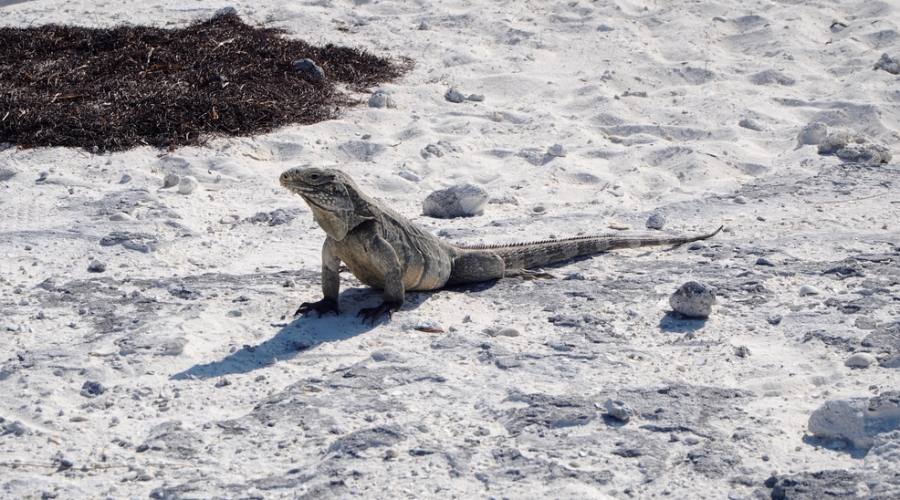 Iguana a Cayo Largo