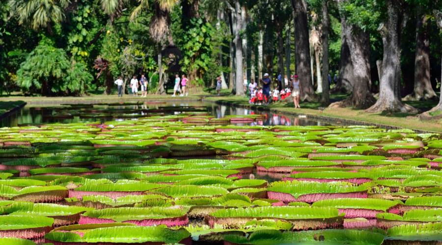 I giardini di Pamplemousses