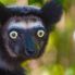 Indri, il più grosso lemure del Madagascar