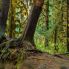 Hall of Mosses in the Hoh Rainforest at Olympic national Park, Washington