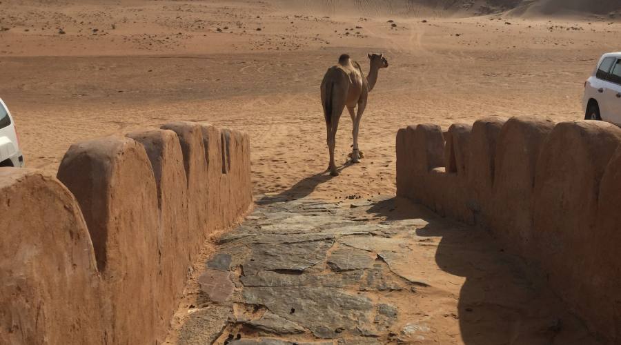 Il deserto di Wahiba Sands
