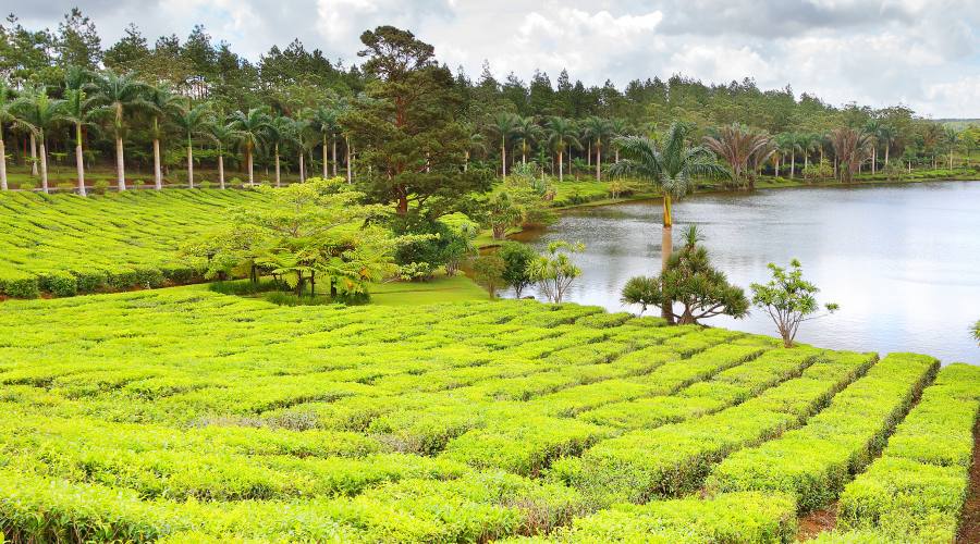 Le piantagioni di te' di Mauritius