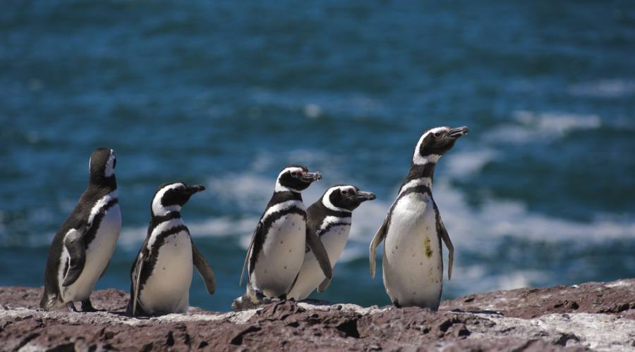 Pinguini Magellano