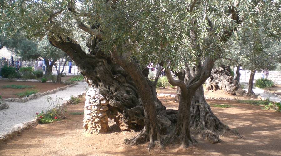 Orto degli Ulivi - Gerusalemme