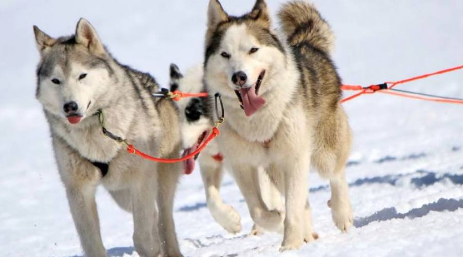 escursione con slitta trainata da cani