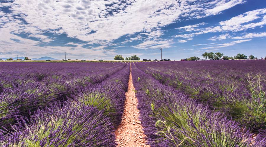 campi di lavanda