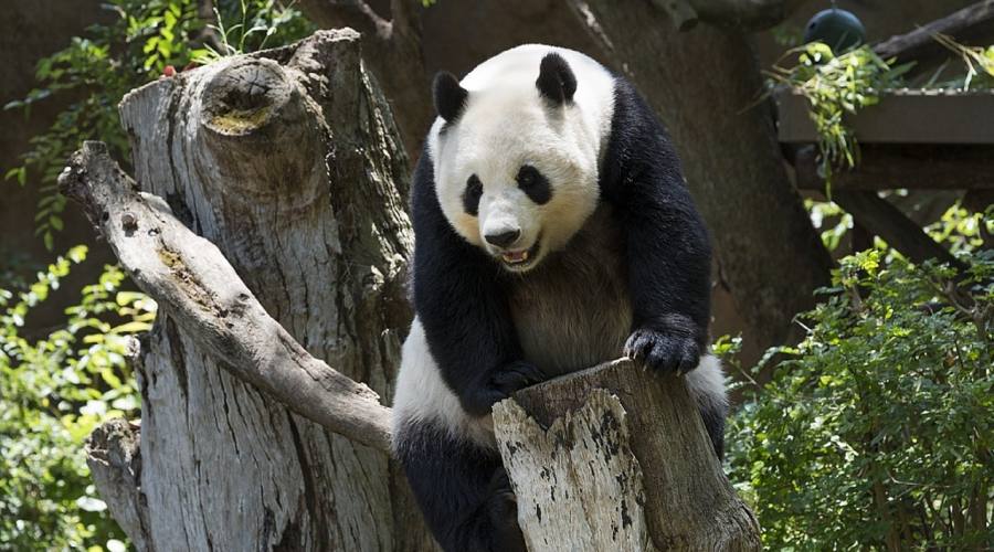 Sichuan patria dei Panda gigante