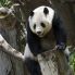 Sichuan patria dei Panda gigante