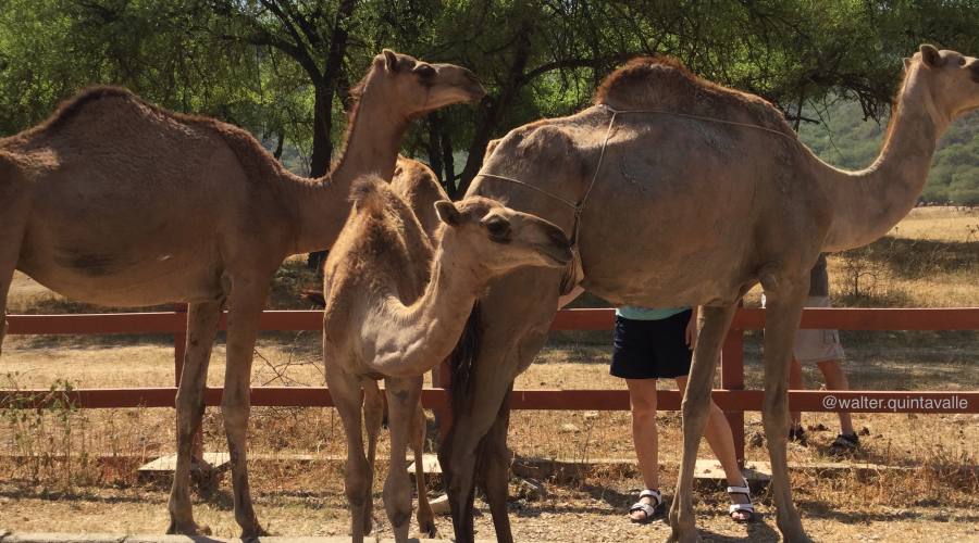 Allevamento di Cammelli nel Salalah