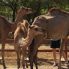 Allevamento di Cammelli nel Salalah