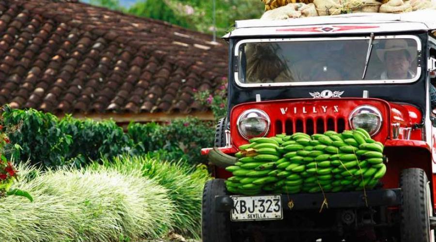Colombia le Willis nelle Piantagioni di Caffè
