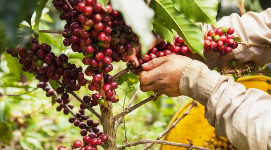 Colombia Cafè