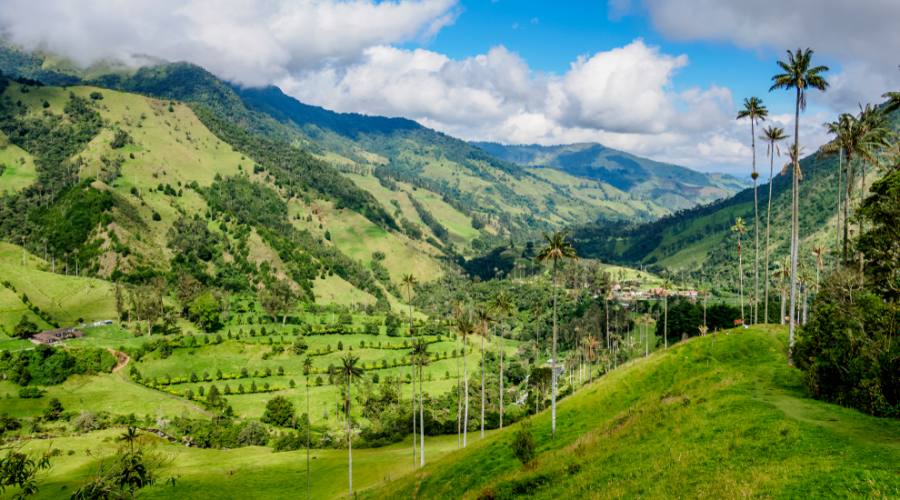 Cocora Palme di Cera 