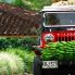 Colombia le Willis nelle Piantagioni di Caffè