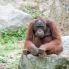 Centro degli “Orangutan”