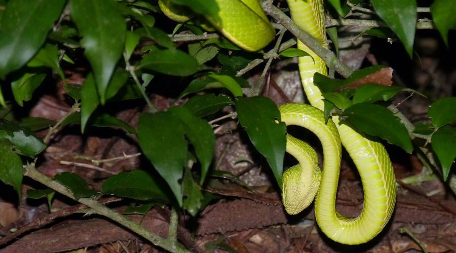 Tour Fantasia e splendore Costaricense: biodiversita nella foresta pluviale di Monteverde