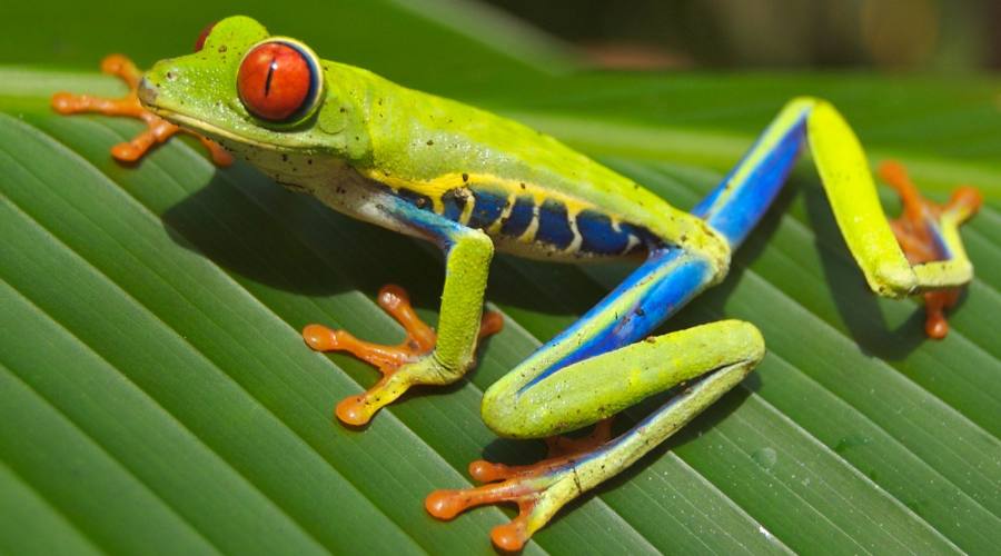 Tour Fantasia e splendore Costaricense: biodiversità foresta pluviale Monteverde