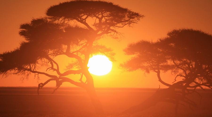 alba in Etosha