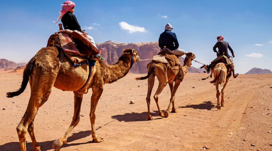 Cammellata nel deserto del Wadi Rum Giordania