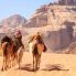 Carovana nel Deserto del Wadi Rum